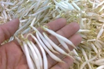Đã xác định 2 loại hóa chất trong dung dịch sản xuất giá đỗ