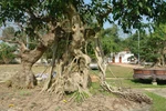 Đại gia Phú Thọ đổi 6 biệt thự lấy cây sanh“ngai vàng”