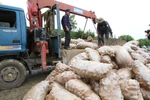Khoai tây Trung Quốc được "tái sinh" tại... Đà Lạt