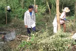 Người dân Yên Bái lại ùn ùn đào rễ cây thuốc bán cho thương lái TQ