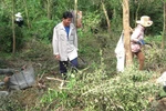 Người dân Yên Bái lại ùn ùn đào rễ cây thuốc bán cho thương lái TQ