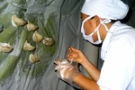Giết yến cũng không dập được dịch H1N1 như mong muốn!