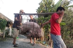  Rộ nghi vấn thương lái Trung Quốc ồ ạt gom lợn mỡ làm bánh trung thu