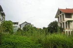  Bạt ngàn đất 'vàng' bỏ hoang ở Tây Hồ