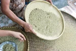 Chất độc nhuộm cốm Vòng có thể gây ung thư