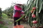 Nông sản xuất khẩu sang Trung Quốc: Cảnh giác những tin đồn thất thiệt