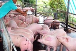 Thương lái Trung Quốc săn lùng lợn mỡ để làm gì?
