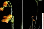 Đại gia Sài thành tranh nhau mua lan 'lạ' tiền tỷ 