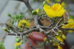 Người sành mai "bật mí" bí quyết chọn mai đẹp chơi Tết