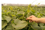 Đặc sản rau su su Tam Đảo “tắm” thuốc kích thích