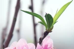 Chiêm ngưỡng sắc hồng tuyệt đẹp của đào phai Hà Nội