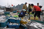 4 ngân hàng được chỉ định cho vay thu mua tạm trữ hải sản miền Trung