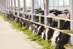 Ngành sữa Việt Nam phát triển vượt bậc