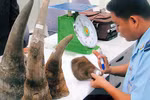  Cảnh giác dự án lừa "Nuôi tê giác lấy sừng"