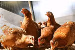 Phát hiện gia cầm nhiễm virus H7 tại Việt Nam
