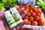 Làm chín cả vườn cà chua trong 1 ngày với hóa chất lạ giá 3.000 đồng