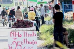 Bị lật tẩy đội lốt nho Mỹ, nho Trung Quốc biến thành nho Ninh Thuận