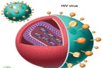 Tìm ra cách chặn virus HIV phát triển thành AIDS