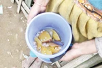 Những câu hỏi đau đáu gửi Bộ trưởng LĐ-TB-XH