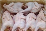 Cục ATTP: 100% gà thải loại chứa kháng sinh bị cấm