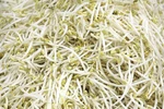 Khẳng định hóa chất ủ giá đỗ có nguồn gốc từ Trung Quốc