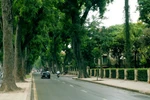 Cây xanh làm giảm ung thư da
