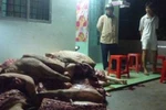 Nhiều lò mổ tiếp tay tuồn lợn tai xanh vào TP.HCM
