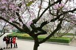 Góc ảnh: Ngất ngây với hoa ban nở giữa trời Hà Nội
