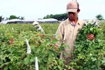 Người trồng hoa dồn sức cho ngày 8/3
