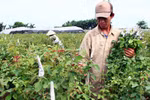 Người trồng hoa dồn sức cho ngày 8/3