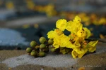Hoàng hôn vàng màu nhớ, hoa điệp níu bồi hồi