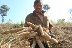 Nông dân Tây Nguyên “khóc” vì sắn rớt giá