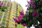 Rực rỡ sắc bằng lăng tím ngắt trên phố phường Hà Nội (P2)