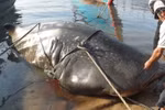 Nóng chiều 7/4: Ngư dân Quảng Trị bắt được cá “khủng” nặng 2 tấn