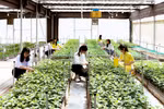 Ngành Nông học đào tạo thích ứng nông nghiệp thông minh, công nghệ cao