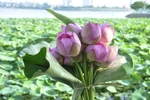 "Say" với vẻ đẹp tinh khiết của hoa sen tháng 5 ở Hà Nội (P2)
