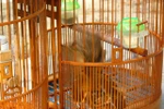 Chim chọi đệ nhất Hà Thành: Cận cảnh "Mộc chiến đầu xà" (P1)