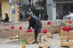 Vào khu chợ chim độc đáo, lớn nhất Hà thành 