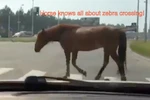 Chú ngựa thông minh tuân thủ luật giao thông khi đi qua đường
