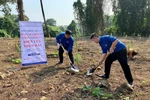 Tuổi trẻ Tổng công ty Điện lực miền Bắc trồng đồi cây "Dâng Bác - Ơn Thầy"