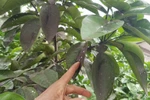"Nếu nhà máy thép Hòa Phát gây ô nhiễm, phải có biện pháp mạnh"