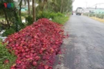 Làm gì để nông sản xuất khẩu bớt phụ thuộc vào con đường tiểu ngạch?
