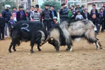Mãn nhãn với màn chọi dê ở Mèo Vạc, Hà Giang