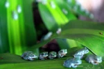 Ngắm "vương quốc" dành riêng cho... ếch nhái ở Hà Nội