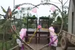 Video: Rước dâu bằng… “siêu xe trâu” 