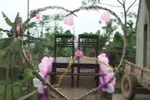 Video: Rước dâu bằng… “siêu xe trâu” 