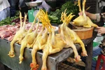 Tận mắt "công nghệ bơm nước" làm tăng cân cho gà ở Hà Nội