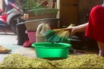 Video: Sốc với "công nghệ" nhuộm cốm xanh bằng phẩm màu