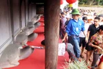 Video: Sĩ tử vẫn cố nhanh tay sờ đầu rùa cầu may trước ngày thi