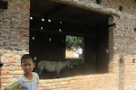 Trường học thành chuồng nuôi ngựa vì... nhà thầu bỏ chạy
